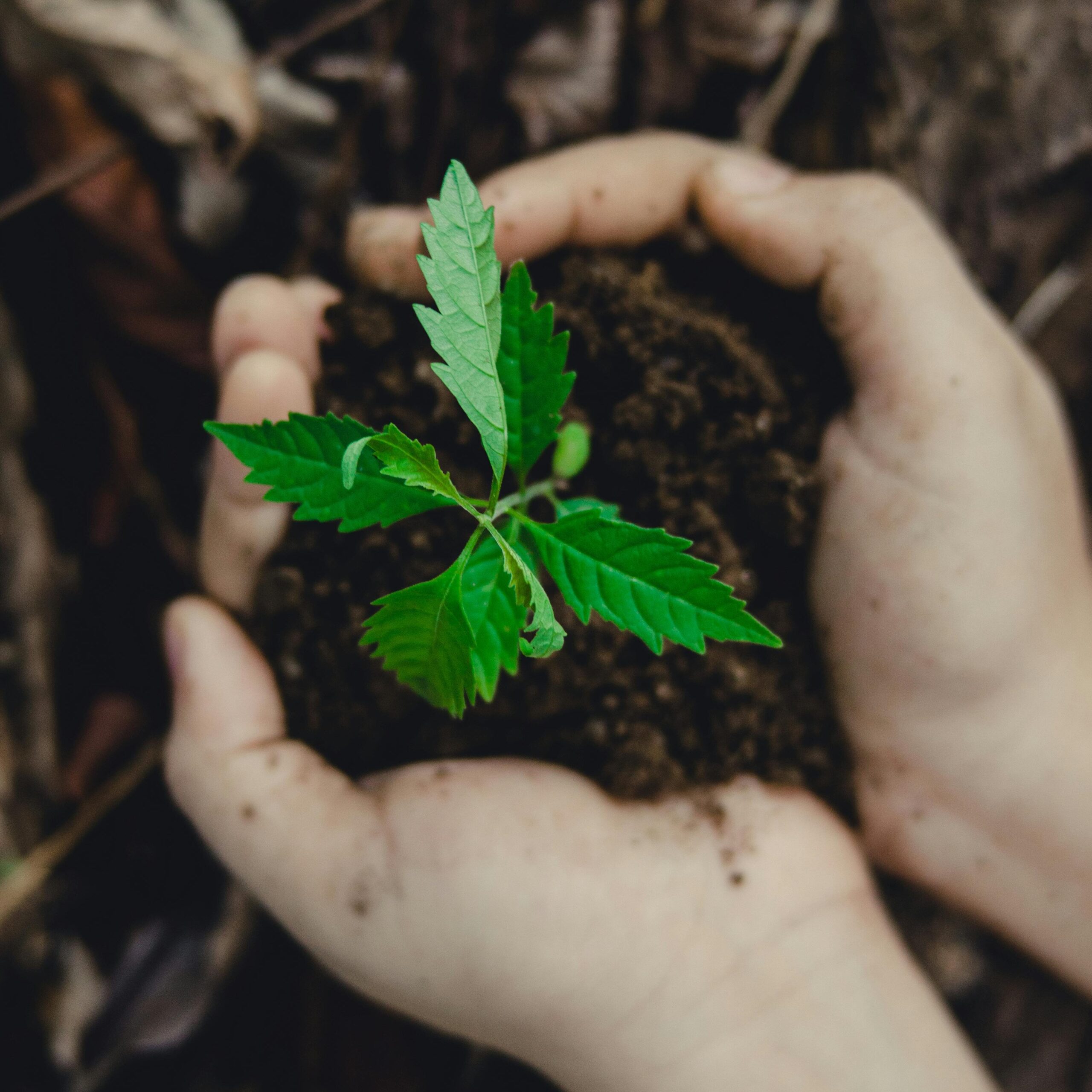 Close-up of hands holding a small plant with soil, symbolizing growth and nature.